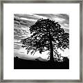 Acacia And Volcano Silhouetted Framed Print