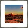 Acacia At Sunset Framed Print