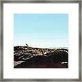 Acadia National Park Seagull Framed Print