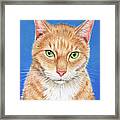 Ace The Buff Orange Tabby Cat Framed Print