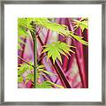 Acer Shirasawanum Jordon Foliage Framed Print