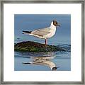 Adult Summer Plumage Black-headed Gull, Chroicocephalus Ridibund Framed Print