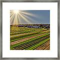 Aerial Tulip Farm Framed Print