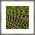 Aerial Tulip Fields Nj Farm Framed Print