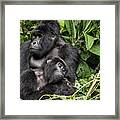 Affection, Mountain Gorillas Framed Print