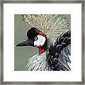 African Crowned Crane Framed Print