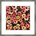 African Daisy Zion Red Display Framed Print