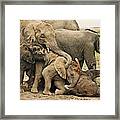 African Elephants, Loxodonta Africana. Calves Lie Down To Sleep While Others Attempt To Play With Sleeping Individual. Amboseli National Park Kenya. Dist. Sub-saharan Africa Framed Print