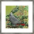 African Grey Parrot Framed Print