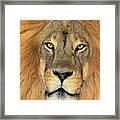 African Lion Portrait Wildlife Rescue Framed Print