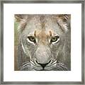 African Lioness Up Close Portrait Framed Print
