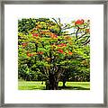 African Tulip Tree Framed Print