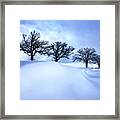 After The Storm - Oak Trees With Snowdrift After A Snowstorm Framed Print