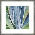 Agave 2 Framed Print