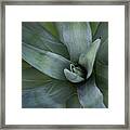 Agave Framed Print