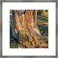 Ageing Wood And Evening Light 1 Framed Print
