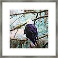 Alaska Bald Eagle Framed Print