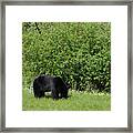Alaska Highway Black Bear 2008061702398 Framed Print