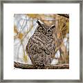 Alert Owl Framed Print