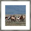All The Pretty Horses Framed Print