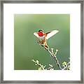 Allen's Hummingbird Framed Print