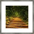 Alley In Sunset As The Season Shifts Framed Print