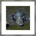 Alligator-3 Framed Print