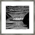 Alligator Bellow In Black And White Framed Print
