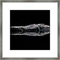 Alligator Reflection Framed Print