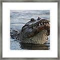 Alligator Smile Framed Print
