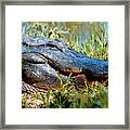 Alligator Smiling Framed Print