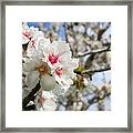 Almond Blossom 1 Framed Print