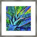 Aloe Vera Succulent Framed Print