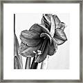 Amaryllis Belladonna Framed Print