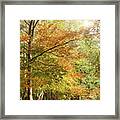 Amazing Dawn Autumn Woodland With Massive Conkers Framed Print