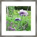 Amazing Grey Poppy. Papaver Rhoeas 8 Framed Print