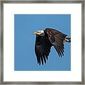 American Bald Eagle 1 Framed Print
