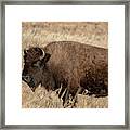 American Bison South Dakota Framed Print
