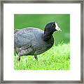 American Coot Grazing In The Grass Framed Print