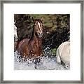 American Stallions. Framed Print