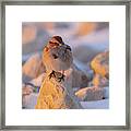 American Tree Sparrow At Sunrise Framed Print
