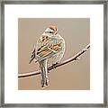 American Tree Sparrow In Winter #2 Framed Print
