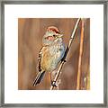 American Tree Sparrow Watching Framed Print