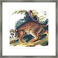 American Wild Cat Framed Print