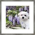 Among The Wisteria Framed Print