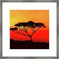 An Acacia Tree In The Sunset Framed Print