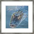An Alligator With A Reflection In It's Eye Framed Print