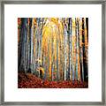 An Autumn In The Forest Framed Print