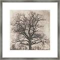 An Oak Tree In Winter Framed Print