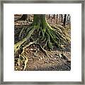 An Old Tree. Rooted In The Earth 2 Framed Print